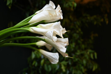 white flowers, white roses, milk glass flower, Zantedeschia aethiopica, Araceae , ornamental plant, jugor jug-mouth, flowers on green background



