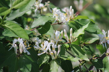 Honey suckle along a hike and bike trail that part of a historic railroad right-a-way