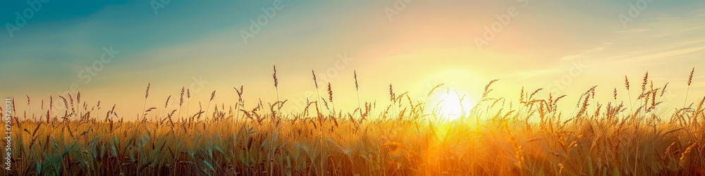 Canvas Prints A field of tall grass with a sun in the sky