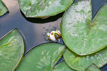 White water lily bud in a pond - obrazy, fototapety, plakaty