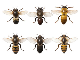 horse fly collection set isolated on transparent background, transparency image, removed background