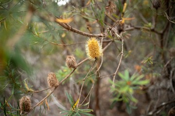 beautiful gum Trees and shrubs in the Australian bush forest. Gumtrees and native plants growing in Australia in spring