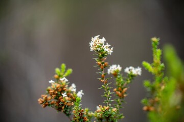 beautiful gum Trees and shrubs in the Australian bush forest. Gumtrees and native plants growing in Australia in spring
