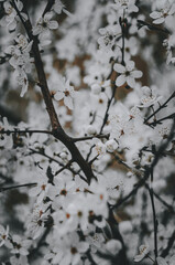 Spring Blossoms Unveiled