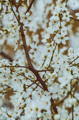Spring Blossoms Unveiled