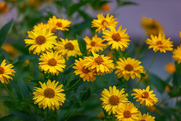 Rudbeckia in the garden.