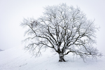 Fototapeta premium tree in winter