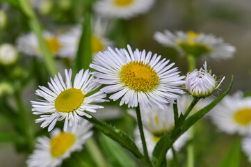 Obraz premium White flowers of Aster perennial bloomed in the garden