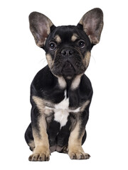 Cute black with brown french Bulldog dog puppy, sitting facing front. Looking towards camera. Isolated cutout on a transparent background.