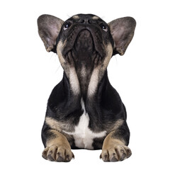 Cute black with brown french Bulldog dog puppy, laying down facing front. Looking up and above camera. Isolated cutout on a transparent background.