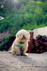 Beautiful dog in a country house