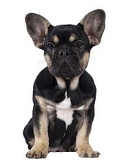 Cute black with brown french Bulldog dog puppy, sitting facing front. Looking towards camera. Isolated cutout on a transparent background.