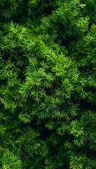 Fototapeta premium Sophisticated monochrome background with varied green thuja leaves for depth and interest.