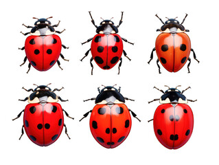 ladybug collection set isolated on transparent background, transparency image, removed background