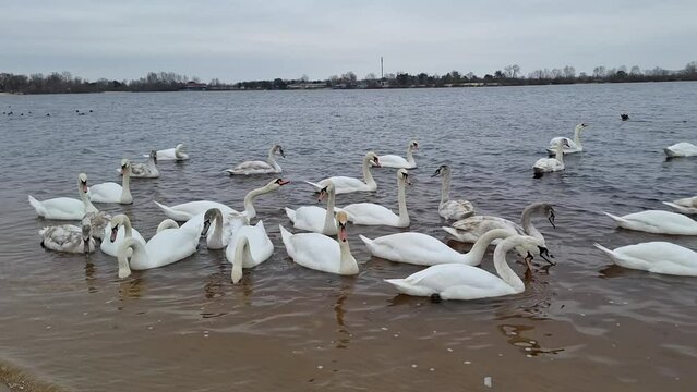 Swans flock swims in river. Tranquile scene