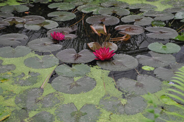 water lily plant scient. name Nymphaea - 755725762