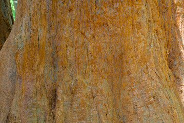 Texture of a century-old sequoia tree trunk, a close up