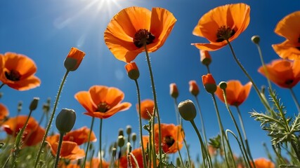 Obraz premium field of poppies and poppy flowers in the field