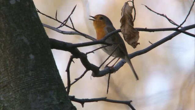 robin singing in a tree in springtime