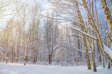 The bright sun shines through the branches in the winter forest. Calm winter background with snow...