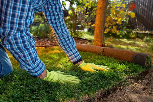 Landscape Gardener Laying Turf For New Lawn in the garden