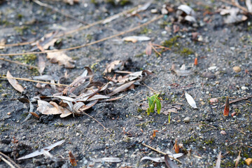 young tulip sprouts emerge from the ground in early spring