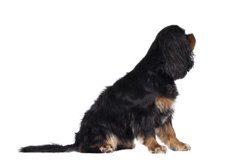 Pretty Cavalier King Charles Spaniel dog, sitting up side ways. Looking side ways away from camera. Isolated cutout on a transparent background.