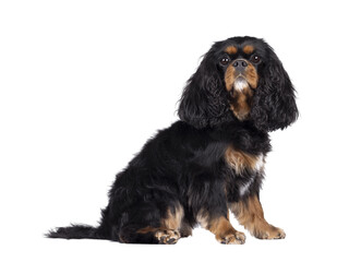 Pretty Cavalier King Charles Spaniel dog, sitting up side ways. Looking proud towards camera....