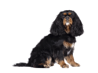 Pretty Cavalier King Charles Spaniel dog, sitting up side ways. Looking proud towards camera. Isolated cutout on a transparent background.
