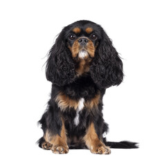 Pretty Cavalier King Charles Spaniel dog, sitting up facing front. Looking towards camera. Isolated...