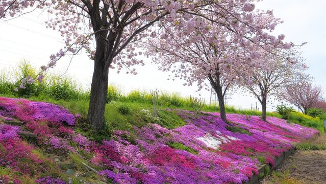 芝桜と八重桜の咲き乱れる春の土手