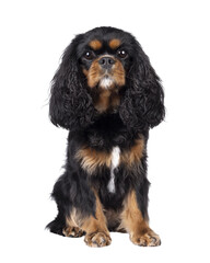Pretty Cavalier King Charles Spaniel dog, sitting up facing front. Looking towards camera. Isolated cutout on a transparent background.