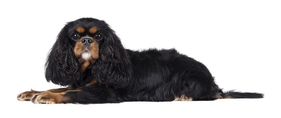 Pretty Cavalier King Charles Spaniel dog, laying down side ways. Looking  towards camera. Isolated cutout on a transparent background.