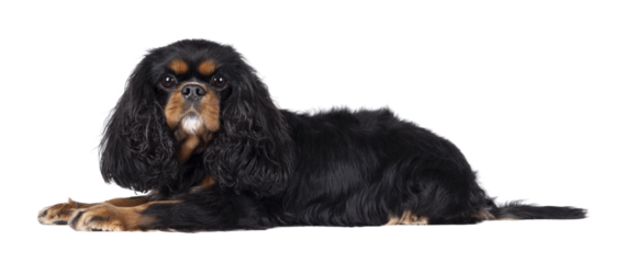 Pretty Cavalier King Charles Spaniel dog, laying down side ways. Looking  towards camera. Isolated cutout on a transparent background.