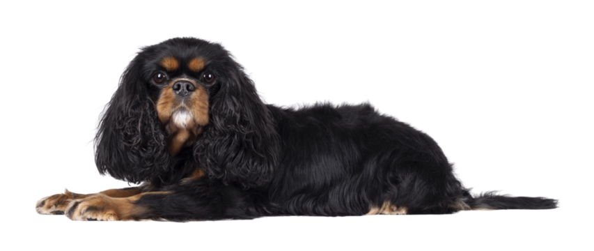 Pretty Cavalier King Charles Spaniel dog, laying down side ways. Looking  towards camera. Isolated cutout on a transparent background.