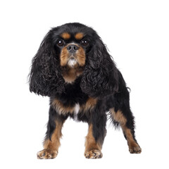Pretty Cavalier King Charles Spaniel dog, standing side ways. Looking proud towards camera. Isolated cutout on a transparent background.