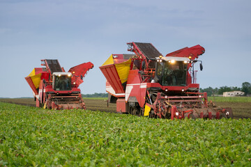  Two combine harvesters harvest of ripe sugar beet at evening, 