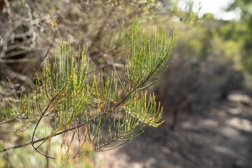 Trees and shrubs in the Australian bush forest. Gumtrees and native plants growing in Australia
