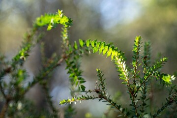 Trees and shrubs in the Australian bush forest. Gumtrees and native plants growing in Australia