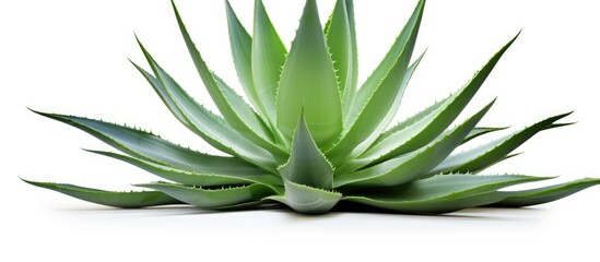 Agave plant on a white background with clipping path.