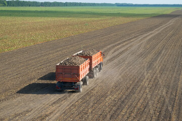 Orange truck with trailer with sugar beet goes on field at summer sunny day