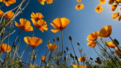 Obraz premium field of flowers, field of yellow poppies and flowers
