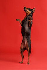 A miniature pinscher stands on its hind legs on a red background, a mini doberman.