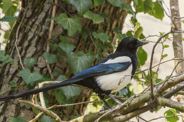 bird on a branch