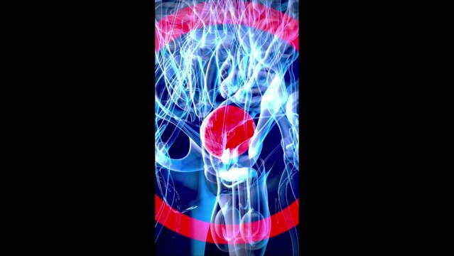 Conceptual vertical animation of the bladder