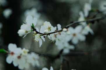 Spring Blossoms Unveiled