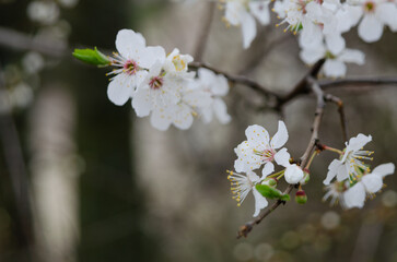 Spring Blossoms Unveiled