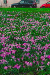 Crocus Tommasinianus.