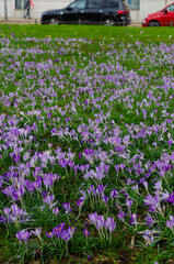 Crocus Tommasinianus.