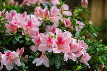 Fototapeta premium Azalea